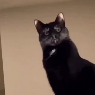 🐈‍⬛️