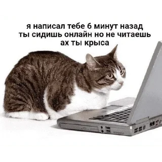 😺