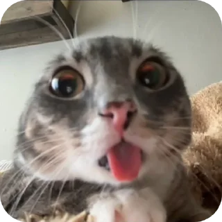 🐱