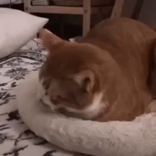🐱