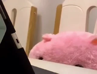 🐱