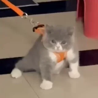 🌟