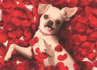 🥀