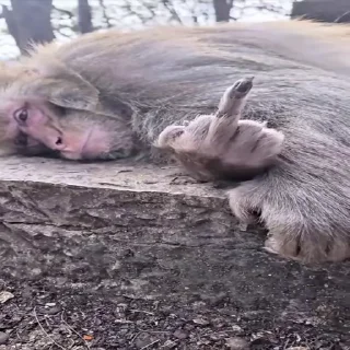 🖕