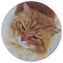 😿