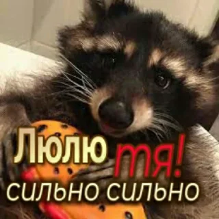 🦝
