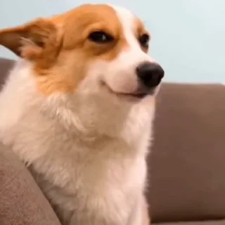 🐕