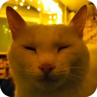 🐱