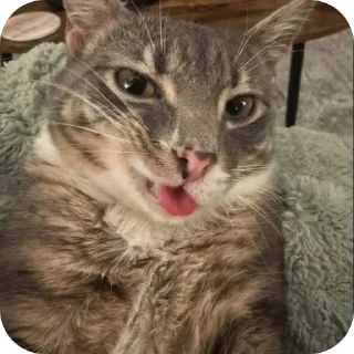 🐱
