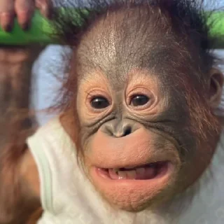 🐵
