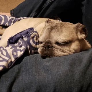 🐶