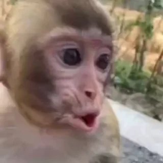 монки by @monkegifki :: @fStikBot