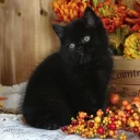 🐱