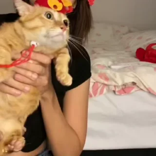 💃