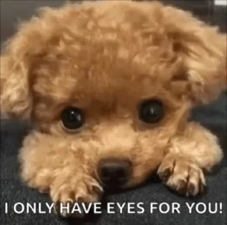 🐶