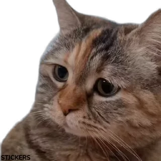 🥺
