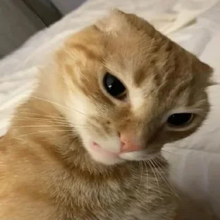 😸