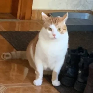 😾