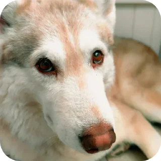 🐶