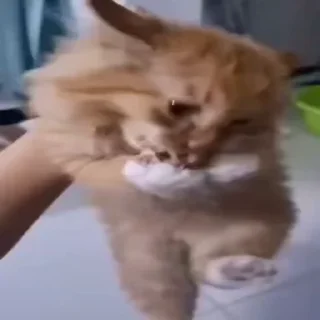 🐱