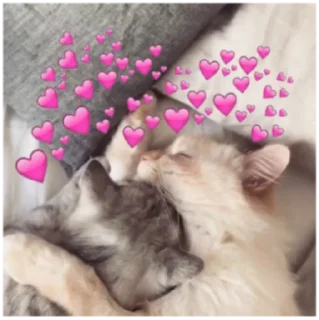 💗