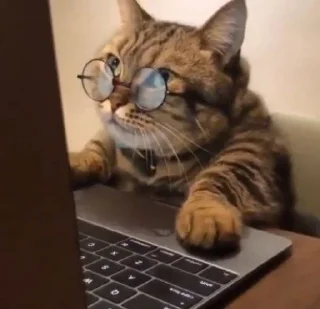 🐱