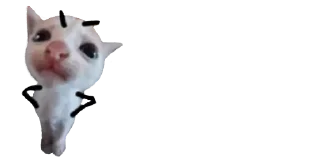 🐈