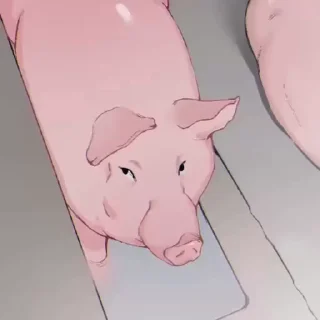 🐽