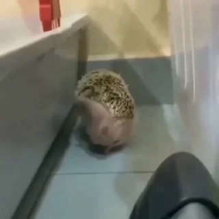 🤩