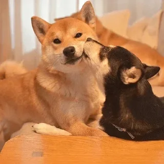 💋