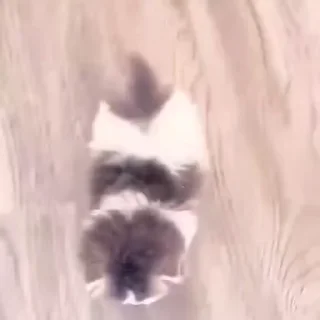 🐱