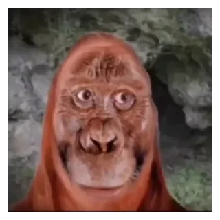 🐵