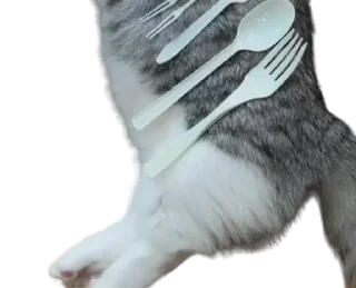 🐈