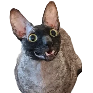 😝
