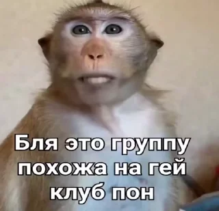 🐒