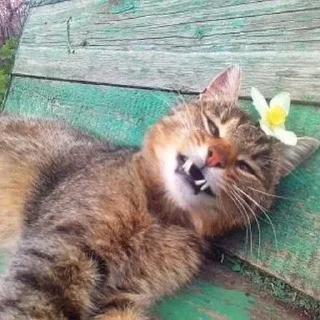 🥴