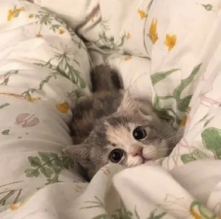 😇