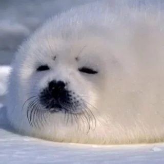 😴