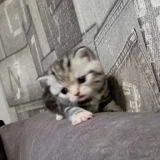 котеночки