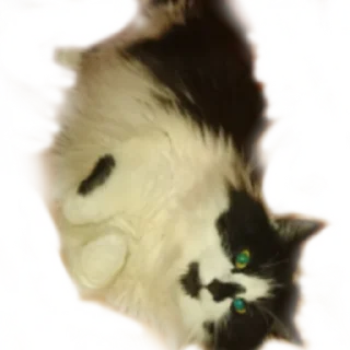 😼