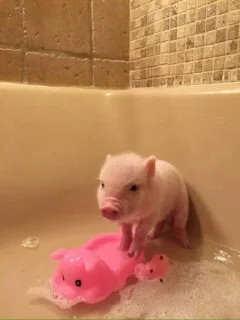👉