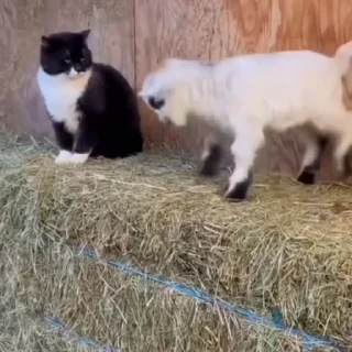 🤩