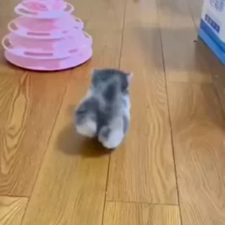 🐈