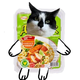🐱