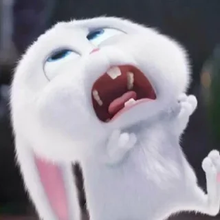 🐰