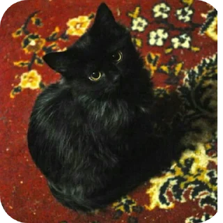 🐱