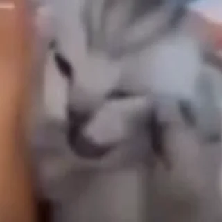 🐈‍⬛