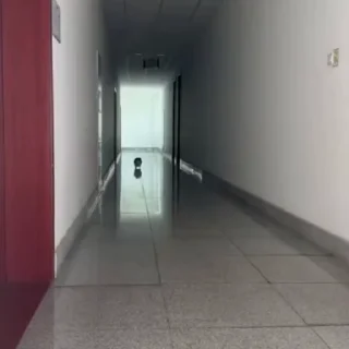 🐈