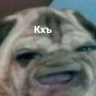 🐶