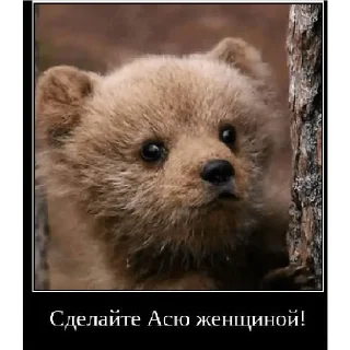 Смешная банда дичи